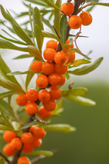 Branch of orange sea buckthorn berries in autumn park. Seasonal berry harvest.