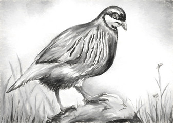 chukar bird water color drawing