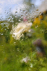 Summer flowers behind the wet glass with rain drops
