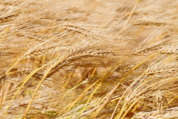 Reife Gerste, Hordeum vulgare, Gerstenfeld