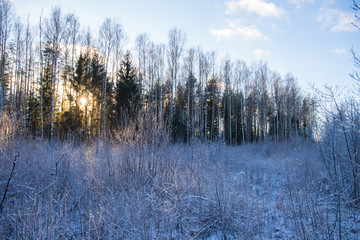 Bright sunlight entering into frozen forest with bushes and snow