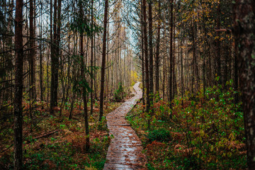 Boardwalk path into autumn forest