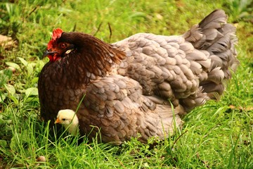 bruthenne mit küken  in der   wiese