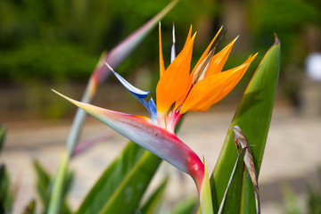 Obraz premium Bright orange sterlizia flower in a beautiful garden