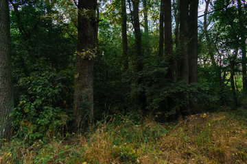 Fototapeta premium Dark forest background