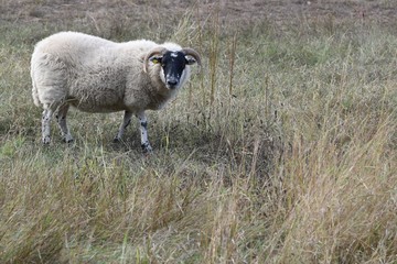 Obraz premium Scottish blackface sheep with background