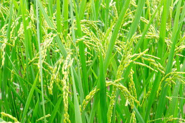 green rice field growing in agricultural area, Thailand