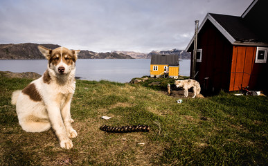 Sled dogs in Greenland