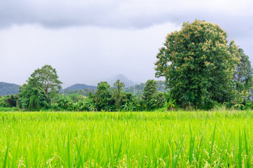 green rice field growing in agricultural area, Thailand
