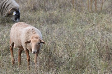 Scottish blackface sheep with background