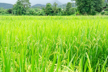 green rice field growing in agricultural area, Thailand
