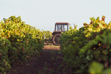 Farm tractor in the vineyard. Autumn morning.