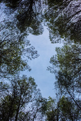 árboles altos vistos desde abajo
