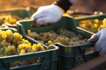 Grape harvesting on vineyards. Winemaker putting box with freshly picked grapes onto the truck.