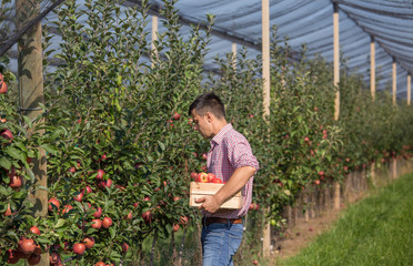 Farmer harvesting apples in orchard