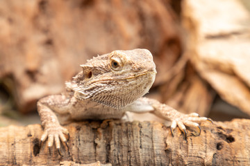 Naklejka premium bearded dragon in a terrarium