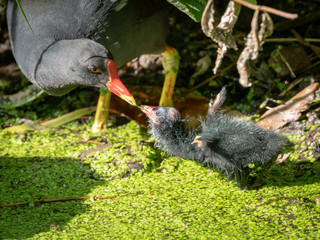 Teichralle füttert Junges