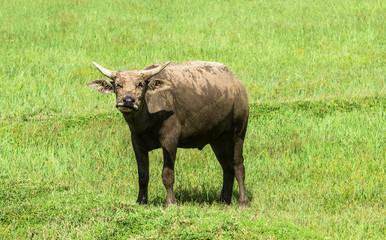 Naklejka na ściany i meble thai buffalo eating grass in a field