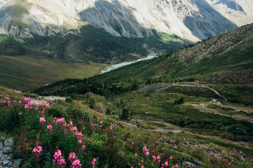 Fototapeta na wymiar beautiful mountain flowers