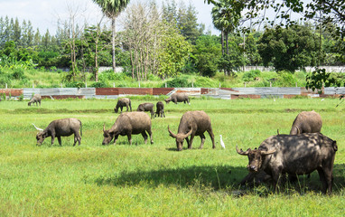 thai buffalo eating grass in a field