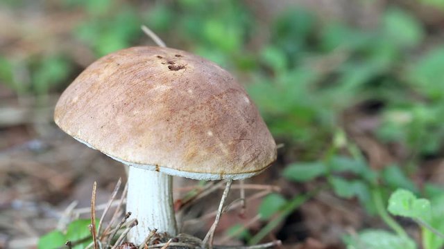 Birch mushrooms is growing in forest