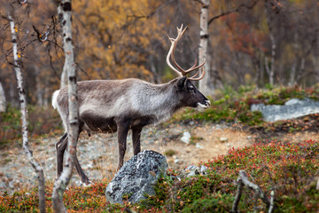Naklejka na ściany i meble Reindeer in the forest, Lapland, Finland