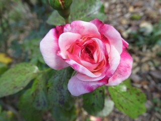 wundervolle Rose, pink, rosa, Blume, Blüte