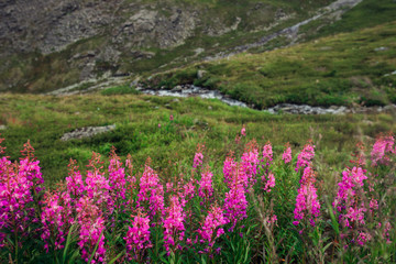beautiful mountain flowers
