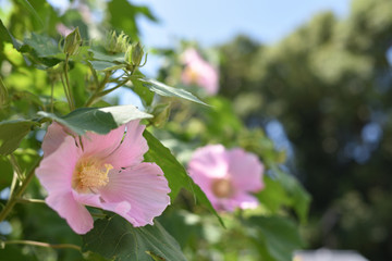 日本の兵庫県たつの市の花