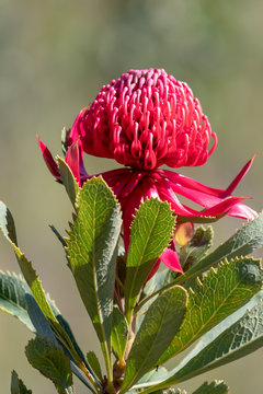 The beautiful Waratah Flower