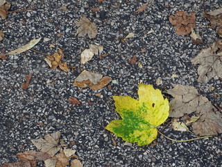 Ahornblatt auf dem Asphalt im Herbst
