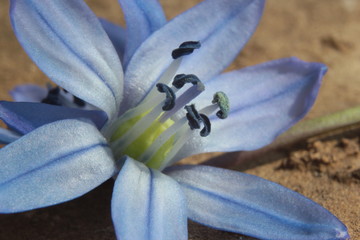 Blossoms are the most beautiful things that nature brings forth and makes you happy
