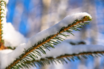 Snow spruce branch