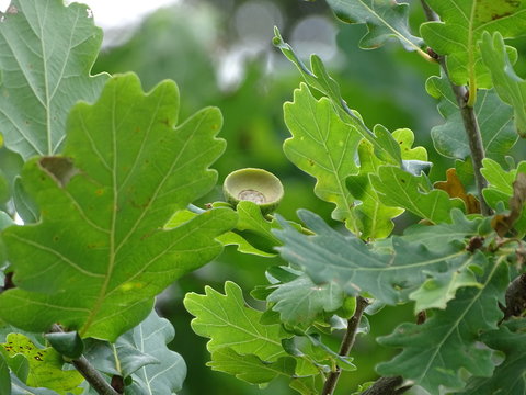 Die Eiche (Quercus) mit Fruchtbecher
