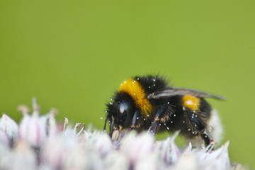 Fleißige Hummel