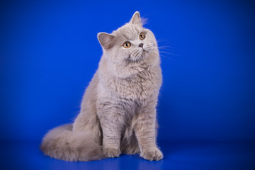 British longhair cat on colored backgrounds