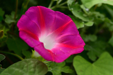 Naklejka premium Beautiful morning glory in the garden.