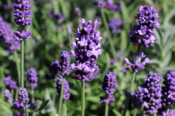 Obraz premium Lavandula angustifolia is an excellent, richly flowering hardy lavender