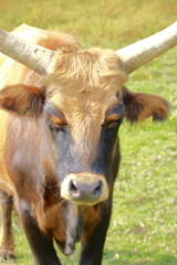 Kopf eines auerochse von vorne