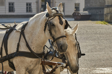 Closeup view of two white cart horses in Salzburg, Austria.