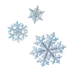 Three snowflakes isolated on white background. Macro photo of real snow crystals: elegant stellar dendrites with complex, ornate shapes, glossy relief surface, hexagonal symmetry and thin, long arms.