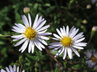 Obraz premium zauberhafte Blumen, Blüten, Natur