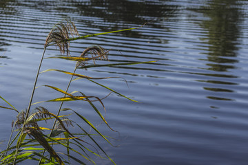 Lake Shore . Trees are reflected in the water under the sun. A good background for the site about nature, seasons, plants, art, water, weather.