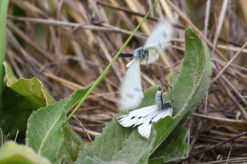 A pair of white butterflies mating on a leaf