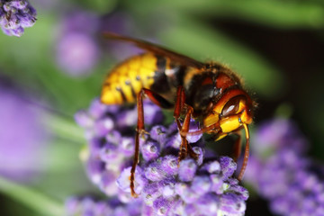 The hornet is the largest European wasp