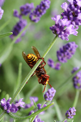 The horn is less aggressive than an ordinary wasp, but a sting of a horn is more painful