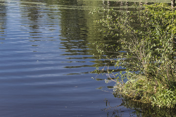 Lake Shore . Trees are reflected in the water under the sun. A good background for the site about nature, seasons, plants, art, water, weather.