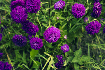 Flowers of purple color grow on the lawn