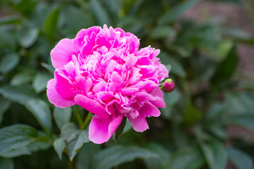 peony flower isolated on natural background