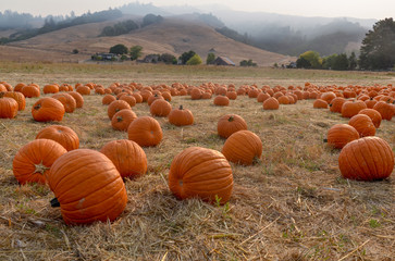 pumpkin patch at traditional autumn festival 